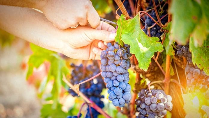 Conforman una Mesa de Pronóstico de Cosecha vitivinícola para precisar el diagnóstico Pronóstico de Cosecha vitivinícola