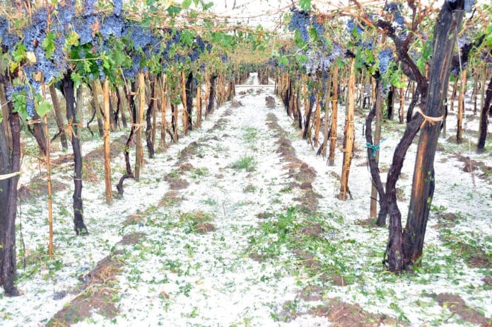 Intendente de Lavalle, en Mendoza, destina fondos de la fiesta de la Vendimia para ayudar a productores