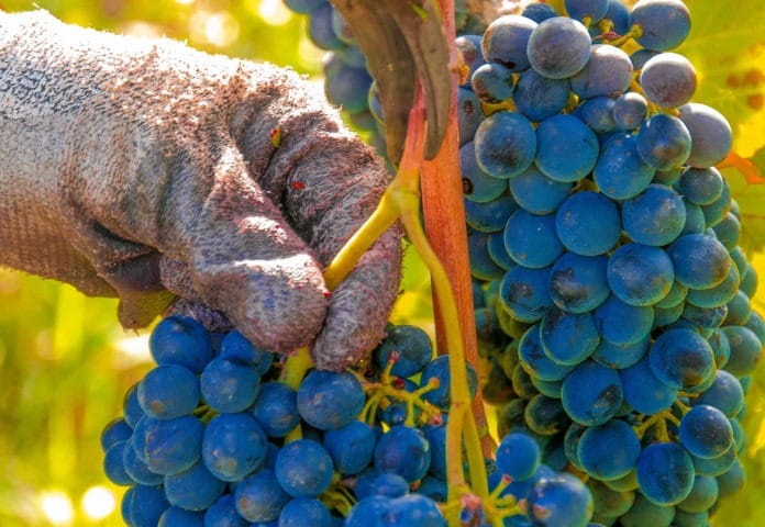 Cosecha 2021, el estricto protocolo que deberán aplicar los productores para cuidar la salud de los cosechadores