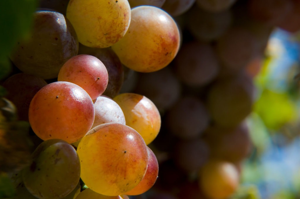 Uva Torrontés - El ejemplo de una uva criolla exitosa