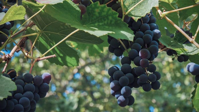 Mejorar la calidad del vino ralentizando la maduración de las uvas