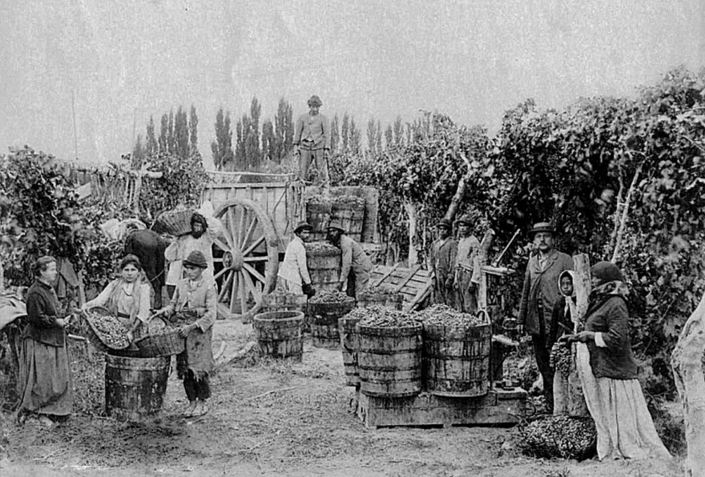Cosecha uva Bonarda - Mendoza - 1880