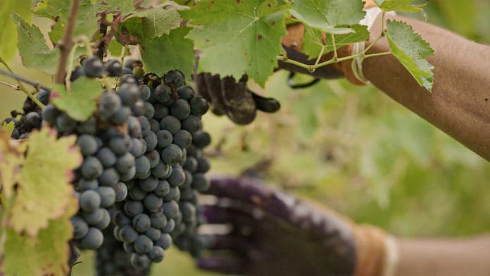 Uva Bonarda, la cepa más plantada después del Malbec, celebra su semana