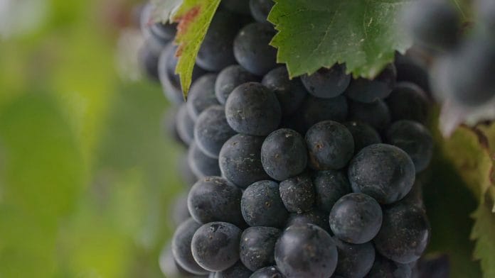 ¿Bonarda será el reemplazo del Malbec en Argentina?