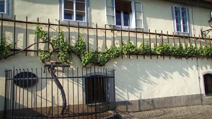 Descubrí la vid más antigua del mundo