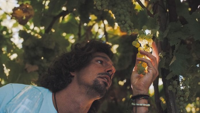 Cinco uvas españolas que deberías conocer