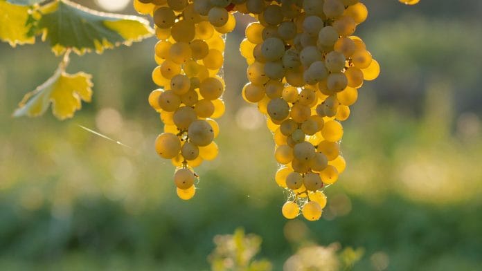 El futuro incierto de la uva blanca en Argentina