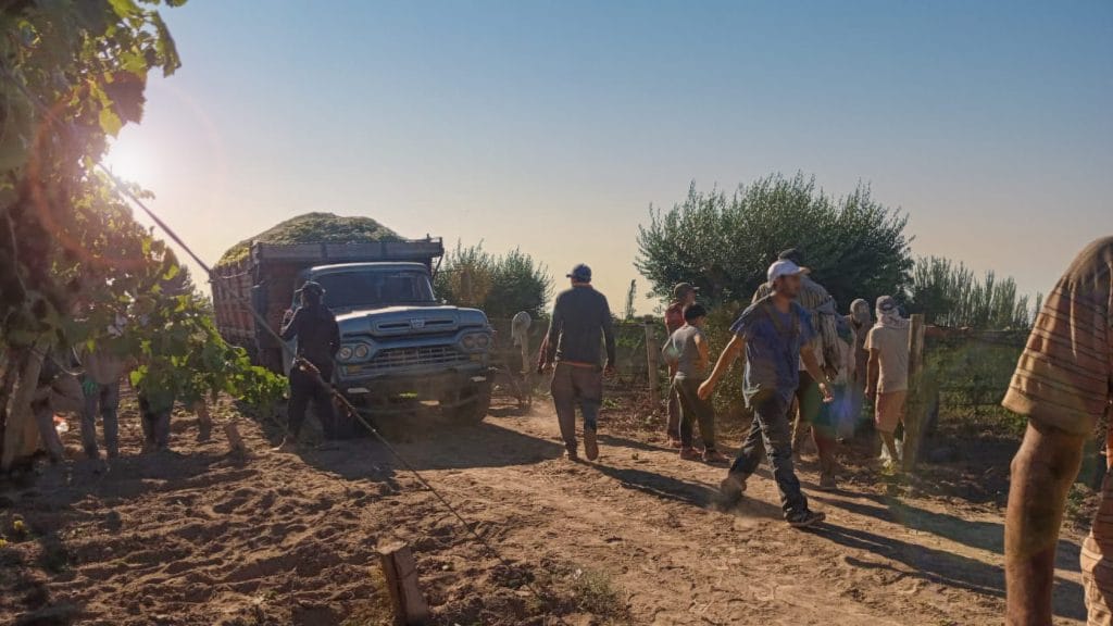 Cosecha en Junín, Mendoza. Finca y cosechadores