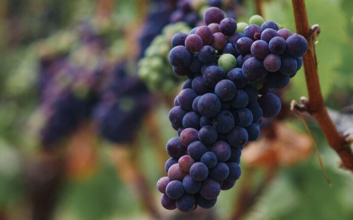 5 datos sobre la Pinot Noir en su día: El orgullo de la Patagonia Argentina