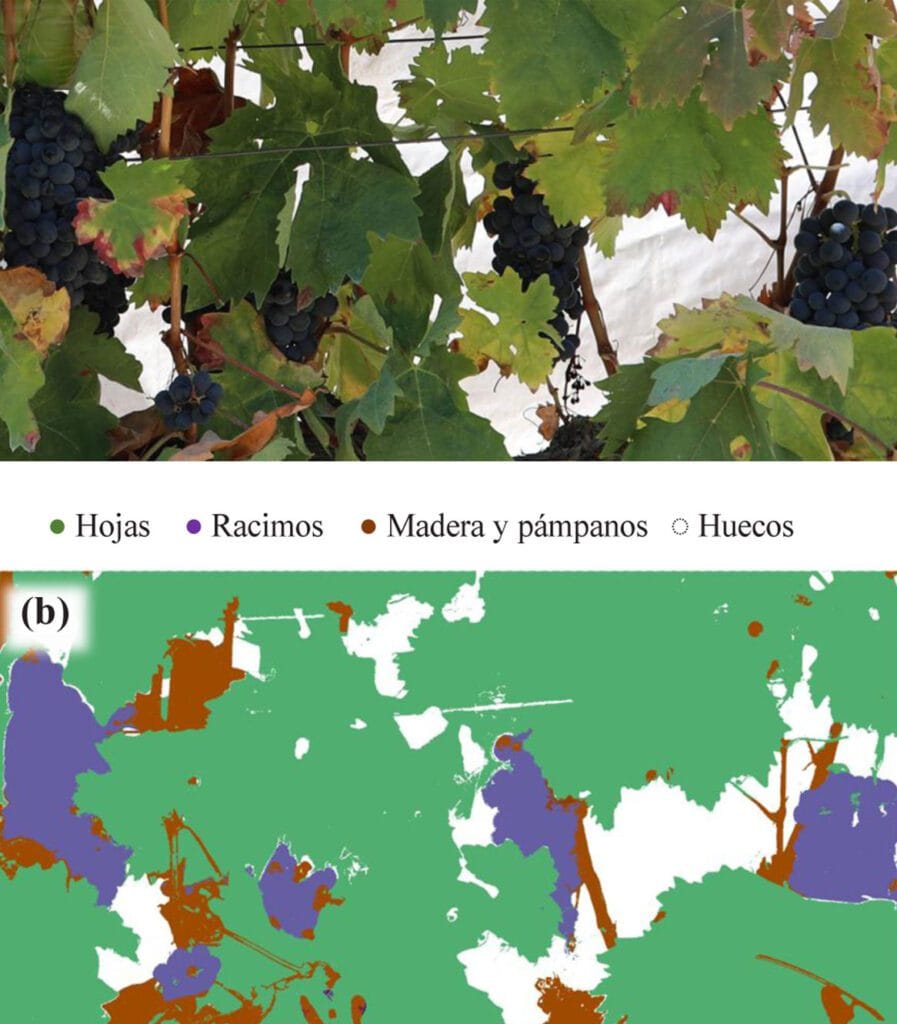 Visión con IA, presentado en BIO Web of Conferences, distinguiendo cada parte de la vid, hojas, racimos, madera y huecos