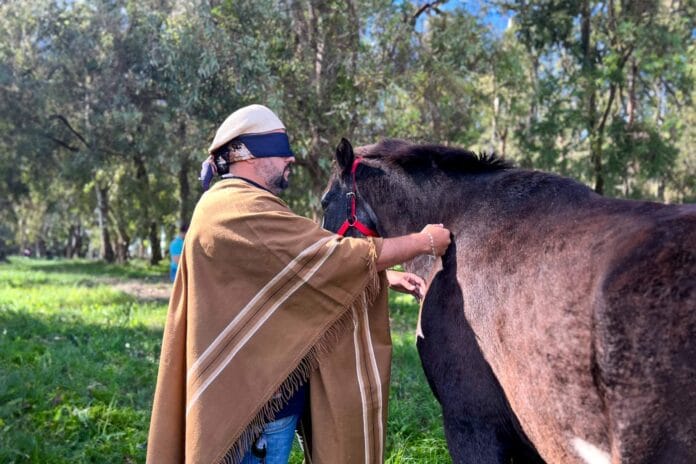 Entre Sentidos: Caballos y Vinos, una mirada hacia adentro