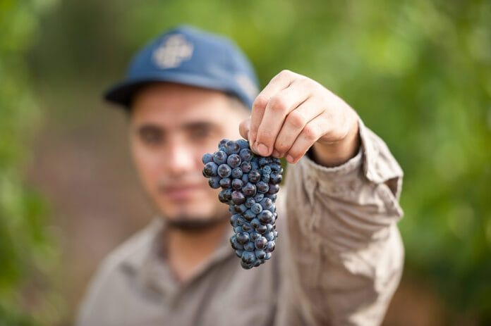 Pinot Noir, la cepa más elegante para lograr espumosos de alta calidad