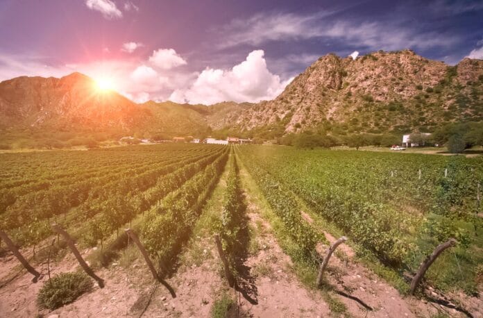 ¡Imperdible! 7 vinos de altura que nacen por encima de 1.000m y elevan tu paladar