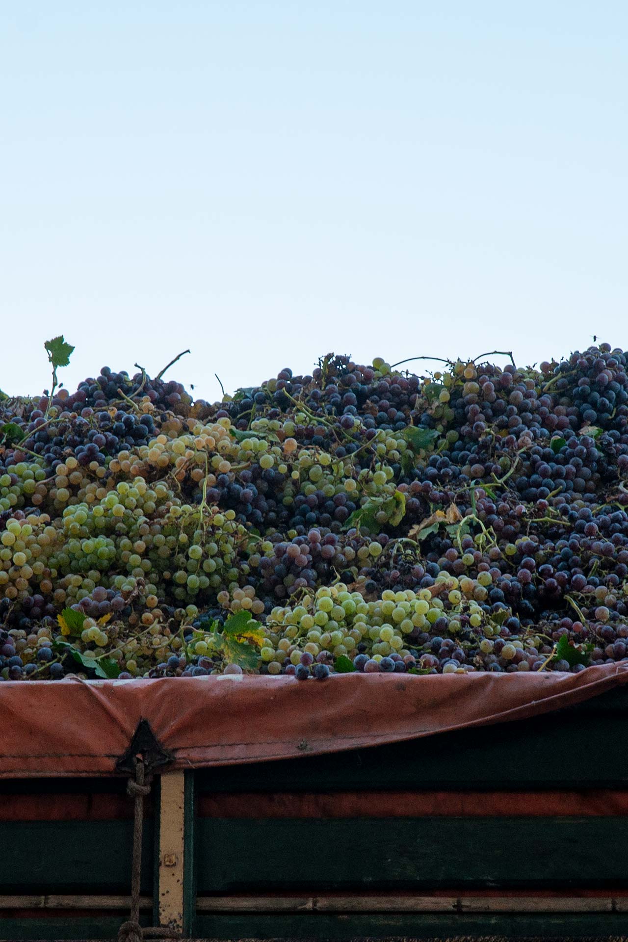 Fotografía original de DeCepas.com mostrando la recepción de uva tinta y blanca a granel en bodega durante la cosecha 2026, reflejando el 'apagón de datos' del INV