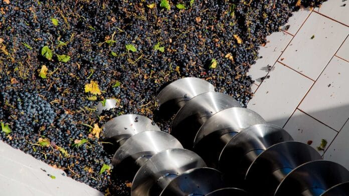 Vendimia 2026: ¿Por qué hay un “apagón de datos” y qué está pasando realmente en las bodegas? Sin fin en bodega procesando uvas tintas en la Vendimia 2026