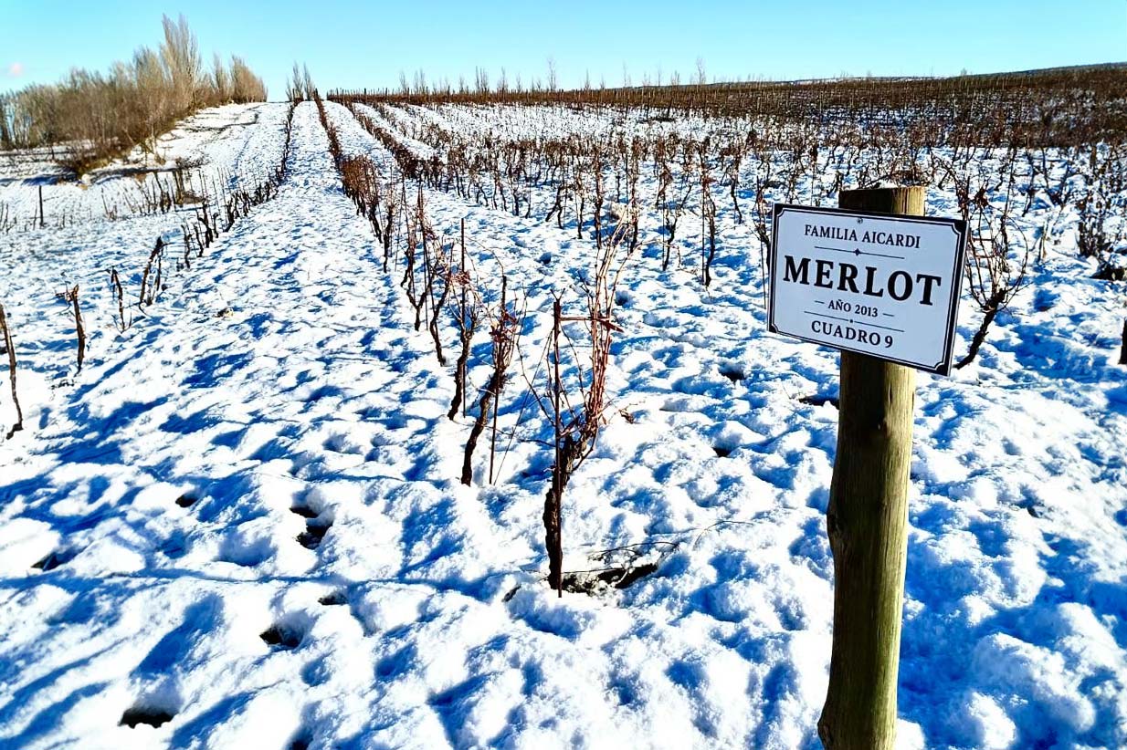 Familia Aicardi Wines viñedos Merlot nevados